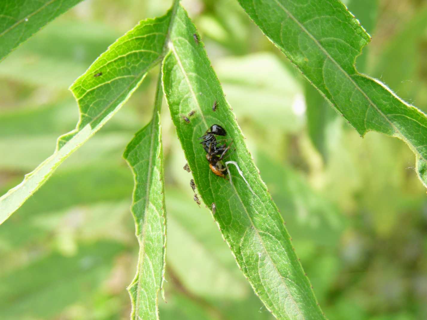 Synema globosum con moschine